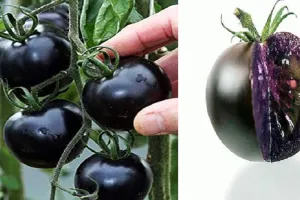 बैंगनी टमाटर की कहानी... 2023 तक अमेरिका में बिकने की उम्मीद  