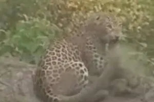 बाराबंकी: जाल में फंसने के बाद भी निकल भागा तेंदुआ, दहशत के साए में हैं ग्रामीण