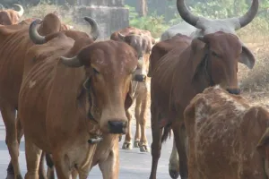 बांदा: मवेशियों ने धान की फसल को किया बर्बाद, हार्ट अटैक से किसान की मौत