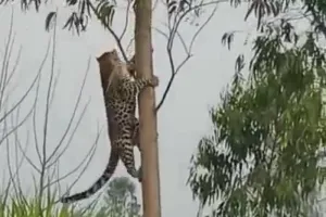 गोंडा: पूरे हाड़ा गांव में तेंदुए ने बकरी को बनाया निवाला, ग्रामीणों में दहशत