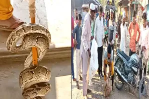 बहराइच: किराना की दुकान में घुस विशालकाय अजगर, गांव के लोगों ने पकड़कर जंगल में छोड़ा