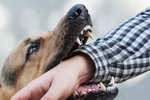 लखीमपुर खीरी: खूंखार कुत्ते ने आशा वर्कर समेत तीन को काटा, गुस्साए ग्रामीणों ने पीटकर मार डाला