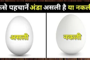 आओ सिखाएं अंडे का फंडा: अंडा असली है या नकली ? ऐसे करें पहचान