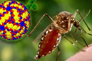 कानपुर: अब तक 214 को लग चुका डेंगू का डंक, फिर शहर में मिले 25 संक्रमित