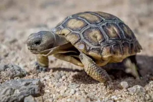 लखीमपुर-खीरी: STF ने कछुआ तस्कर गिरोह के सदस्य को दबोचा, 155 कछुआ बरामद