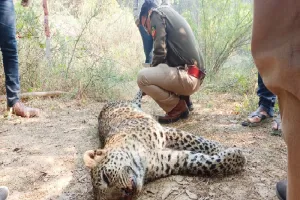  इटावा : पेड़ पर फंसा मिला तेंदुए का शव 