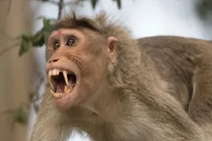 इटावा : बंदर के हमले से तीन बच्चे घायल, ग्रामीणों में दहशत 