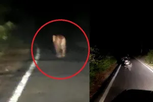 बहराइच : सड़क पर ही दहाड़ने लगा बाघ, बाइक छोड़ कर भागा युवक