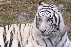 लखनऊ : वन मंत्री ने सफेद बाघिन को कराल में अवमुक्त किया