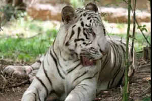 लखनऊ : भैंसे और मुर्गे के मांस से भूख मिटा रही इंद्रा