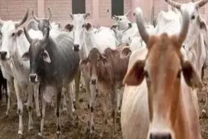 हरदोई: गोवंश बंद कर स्कूल में की गई तालाबंदी से पढ़ाई हुई चौपट