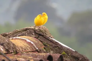 आज ही के दिन हटाई गई थी कोयला खदानों में गैस पहचानने वाली चिड़िया, जानें 30 दिसंबर का इतिहास