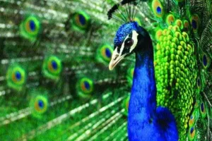 मध्य प्रदेश : राष्ट्रीय पक्षी मोर के शिकार करने के मामले में आरोपी की जमानत निरस्त