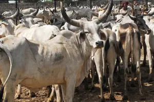 गौ हत्या के तथ्यों को छिपाने के आरोप में 1 इंस्पेक्टर समेत 4 पुलिसकर्मी निलंबित 