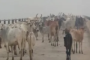 हरदोई: फसल की बर्बादी से बिफरे किसान, छुट्टा गौवंशों को पुल पर घेर कर लगाया जाम 