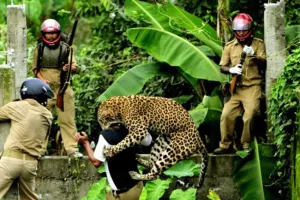 हल्द्वानी: महाराष्ट्र के लिविंग विद लेपर्ड मॉडल से कम हो सकता है संघर्ष