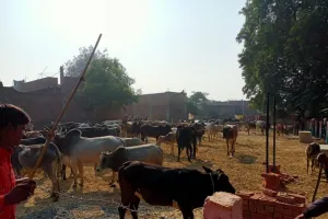 हरदोई: छुट्टा पशुओं से परेशान किसानों ने खेल के मैदान में बांधे गोवंश