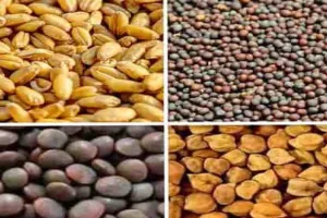 अयोध्या: मिनी बीज किट पाने में रुदौली के किसान अव्वल, मवई पीछे  