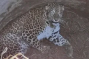 मेरठ: कुएं में गिरा तेंदुआ, आवाज आने पर ग्रामीणों को हुई जानकारी, वन विभाग रेस्क्यू करने में जुटा