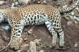 गोवा : फंदे में फंसकर तेंदुए की मौत, मंत्री ने दोषियों के खिलाफ कड़ी कार्रवाई का दिलाया भरोसा 