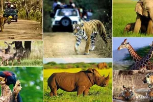 बरेली: वन एवं वन्य जीव विभाग में इंटर्नशिप के लिए करें आवेदन