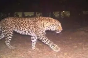 उत्तराखंड: FRI में तेंदुआ और उसका शावक दिखने के बाद परिसर को किया गया बंद, जानें वजह