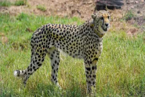 कूनो राष्ट्रीय उद्यान में सभी आठ चीते नए माहौल में अच्छी तरह ढल रहे हैं :  मंत्री भूपेंद्र यादव 