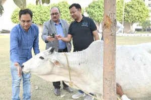अब भारत में गाय नहीं रहेंगी बेसहारा, गौमूत्र से बनेगी बिजली, एकेटीयू ने लांच किया ऐप, जानिए क्या है खासियत 