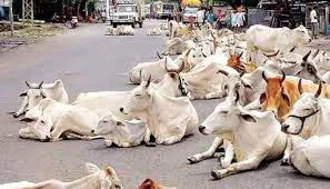 अल्मोड़ा: पशुओं को आवारा छोड़ने वालों मालिकों की अब खैर नहीं... दर्ज होगी FIR