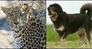 रानीखेत: गुलदार के जबड़े में कैद बकरी को बचाने के लिए अपनी जान जोखिम में डाल दी चरवाहे ने...फिर वफादार ने बचाई जान