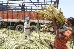 जसपुर: तौल नहीं होने से किसानों का गाड़ियों में ही सूखा गन्ना 