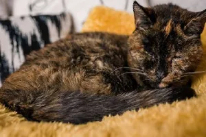 म्याऊं-म्याऊं स्पेशल : फ्लॉसी मौसी का जलवा कायम, सबसे ज्यादा जीने का बनाया विश्व कीर्तिमान