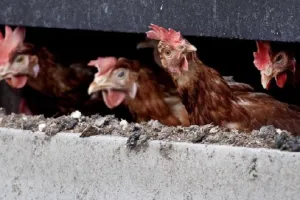 Bird Flu: जापान में बर्ड फ्लू का प्रकोप, मारी जाएंगी तीन लाख से ज्यादा मुर्गियां