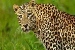 गौतम बुद्ध नगर: तेंदुआ देखे जाने के दावों से ग्रेटर नोएडा की सोसाइटी में दहशत, वन विभाग ने शुरू की तलाश 