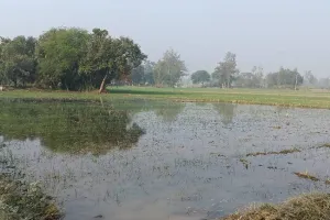 रायबरेली: नाले की सफाई न होने से टूटा तटबंध, 70 बीघे गेंहू की फसल डूबी 