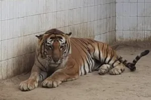 जिंदगी की जंग हार गया 'द किलर टाइगर' किशन, लखनऊ प्राणी उद्यान में शुक्रवार को तोड़ा दम