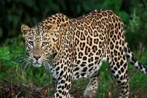 बहराइच: बुजुर्ग पर तेंदुए ने किया हमला, सूचना के बाद भी नहीं पहुंचे वन कर्मी 