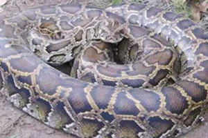 रायबरेली में एक साथ चार अजगर दिखाई देने से इलाके में मचा हड़कंप