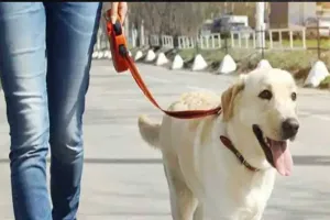 गौतम बुद्ध नगर: 31 जनवरी तक पालतू पशुओं का पंजीकरण कराना अनिवार्य, देरी करने पर लगेगा जुर्माना 
