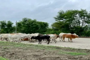 मवेशी खुला छोड़ने वाले पशुपालकों को अब गौशाला में करनी पड़ेगी सेवा 