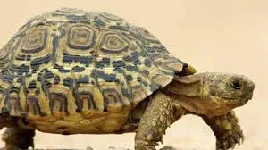 रुद्रपुर: दुर्लभ प्रजाति के कछुओं के साथ दो तस्कर गिरफ्तार