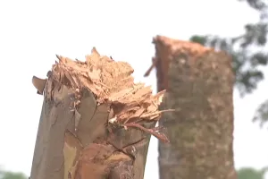 हल्द्वानी: धारी में काट डाले सैकड़ों हरे-भरे पेड़