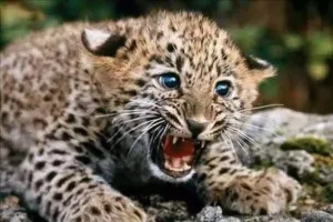 सितारगंज में तेंदुए के शावक का शव मिला, जांच में जुटा विभाग