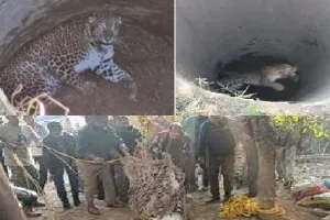 बागपत : कुएं में गिरे तेंदुआ को निकाला गया बाहर, शिवालिक रेंज में छोड़ा जाएगा 