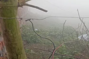 बहराइच : करंट लगने से दो मवेशियों की मौत