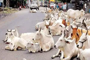 एकेटीयू की पहल : गो एप से फेस बायोमेट्रिक की तरह गायों के चेहरे से होगी उनकी पहचान
