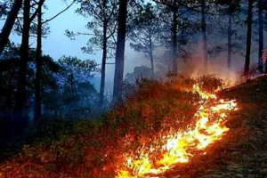 गरमपानी: जंगलों को आग से बचाने को उठाए जाएंगे विशेष कदम