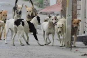 बरेली: जंगली कुत्तों के झुंड ने किया 8 साल के बच्चे पर हमला, अस्पताल में भर्ती 