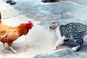 बरेली: पड़ोसी की बिल्ली खा गई मुर्गा, शिकायत करने पर मारपीट 