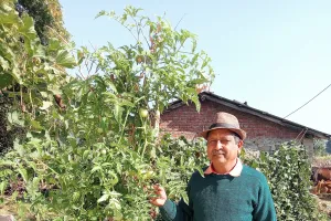 हल्द्वानी: आठ फीट लंबा टमाटर का पौधा बना कौतुहल